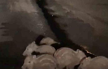 Elazığ'da Kara Yoluna İnen Yavru Domuzlar Kamerada