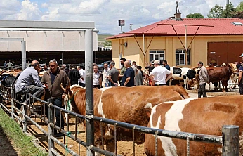 Arife Gününde Kurban Pazarında Yoğun Mesai