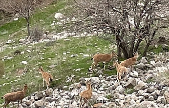 Harput'ta Dağ Keçileri Kameralara Yansıdı