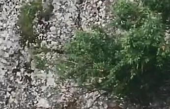 Elazığ'da Tarihi Bölgede Dağ Keçileri Kameraya Yansıdı