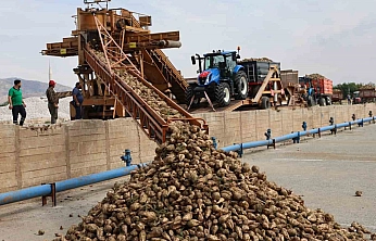 Elazığ Şeker Fabrikası'nda 71. Kampanya Dönemi Başladı: 240 Bin Ton Pancar İşlenecek