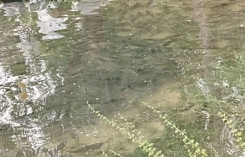 Fırat Nehri'nde İlginç Görüntü: Balıklar Kıyıya Vurdu