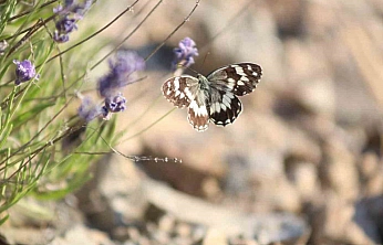Harput'ta Lavanta Tarlaları Kelebeklerle Renklendi