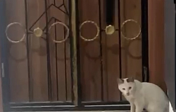 Kedinin yılanla oyunu kamerada