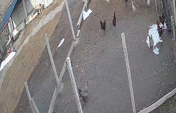 Tilki Kümese Girdi, Tavuğu Götürdü