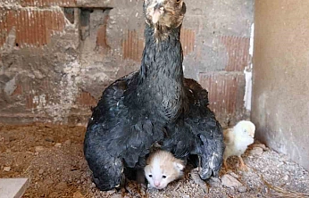 Yavru Kedi Kendini Anne Tavuğun Kanatları Altında Buldu