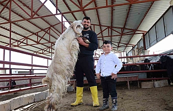140 Kilogramlık Keçi Kurban Pazarının Gözdesi Oldu