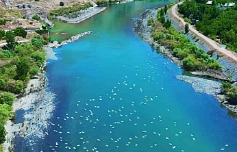 Martı Sürüsü Görenleri Hayran Bıraktı