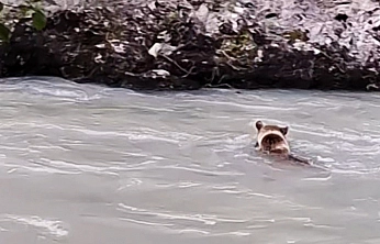 Ayının Munzur Nehri'ndeki Zorlu Yolculuğu Görüntülendi