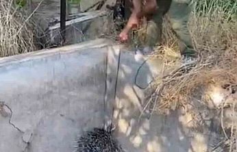 Nesli Tehlike Altındaki Oklu Kirpi Kurtarıldı