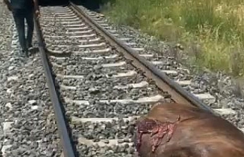 Palu'da Tren Kazası: İnek Telef Oldu