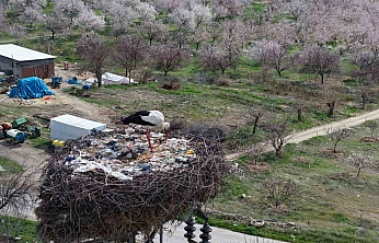 10 Yıldır Aynı Yuvaya Dönen Sadık Leylek