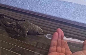 Kavurucu Sıcakta Bitkin Düşen Ebabil Kuşu Kurtarıldı