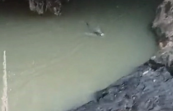 Doğada Nadir Anlar: Su Samuru Balık Avında