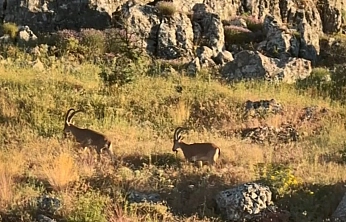 Harput'ta Dağ Keçileri Görüldü