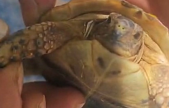 Tarlada Boynuna Diken Batan Yavru Kaplumbağaya Şefkat Eli