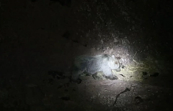 Tunceli'de Nadir Görüntü: Domuz ve Ayı Aynı Karede