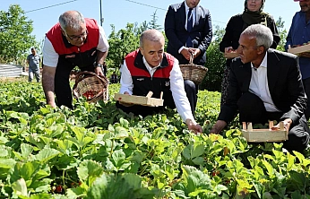 Vali Hatipoğlu Çilek Tarlasında Hasada Katıldı