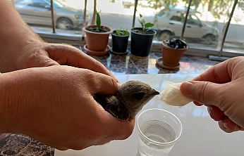 Vatandaşlar Sıcaktan Bitkin Düşen Ebabil Kuşuna Su Verdi