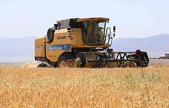 Aşırı Yağışlar Arpa Verimini Olumsuz Etkiledi