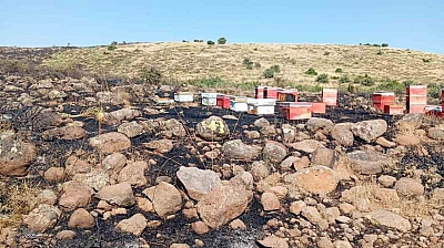 Elazığ'da Çıkan Arazi Yangını Arıcılara Zarar Verdi