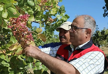 Elazığ'da Antep Fıstığı Bereketi: 38 Bin Ton Rekolte Beklentisi