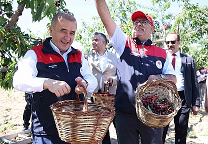 Elazığ'da Kiraz Hasadı Tüm Hızıyla Sürüyor