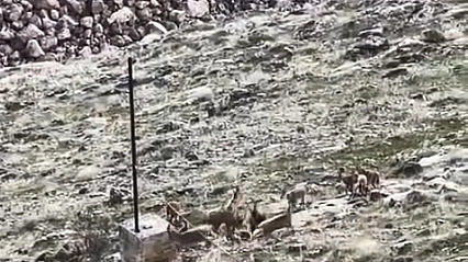 Elazığ'da Sürü Halinde Dağ Keçileri Görüntülendi