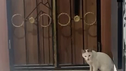 Kedinin yılanla oyunu kamerada