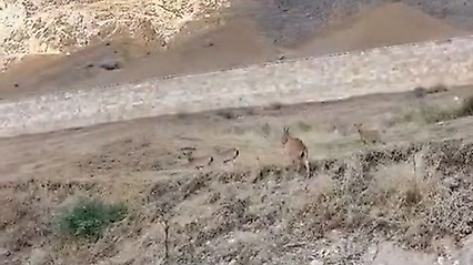 Tarihi Palu Kalesi'nde Dağ Keçileri Görüldü