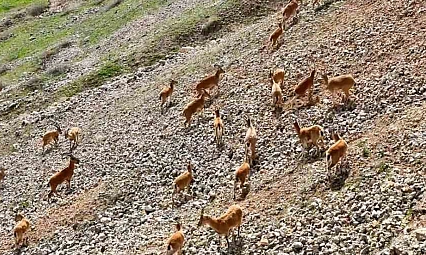 Palu Kalesi'nde Doğanın Sürprizi: Dağ Keçileri Dronla Görüntülendi