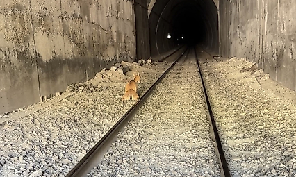 Tünele Giren Dağ Keçilerine Tren Çarptı