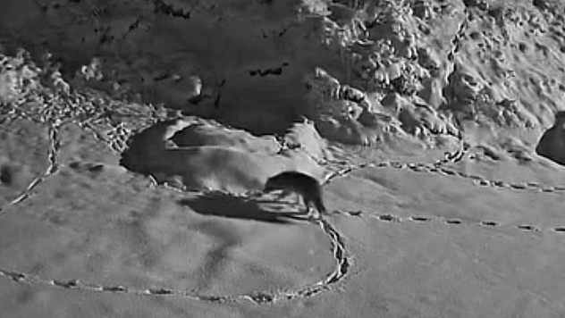 Aç Kalan Kurt Yerleşim Yerine İndi