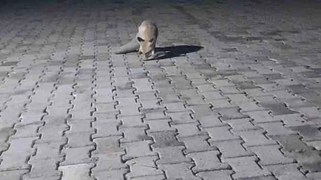 Korucu kulübesinde karnını doyurdu