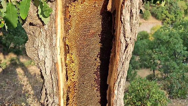 Ağacın Gövdesini Açınca Petek Petek Bal Çıktı
