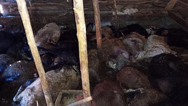 Ağıla yıldırım isabet etti: 45 küçükbaş hayvan telef oldu