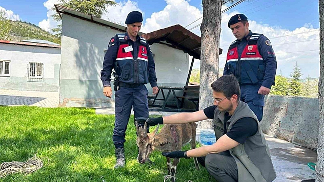 Ağın'da Yaralı Yaban Keçisi Tedaviye Alındı