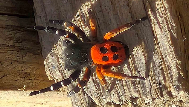 Akdeniz ve Orta Asya'nın Nadir Türü Elazığ'da Görüldü