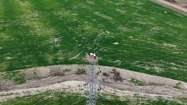 Elazığ'da Leylekler Baharın Habercisi Oldu