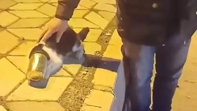 Konserve Kutusu Başına Sıkışan Kedi Kurtarıldı