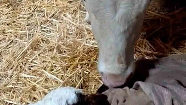 Bayram Sabahı Doğan Buzağı Sevinçle Karşılandı