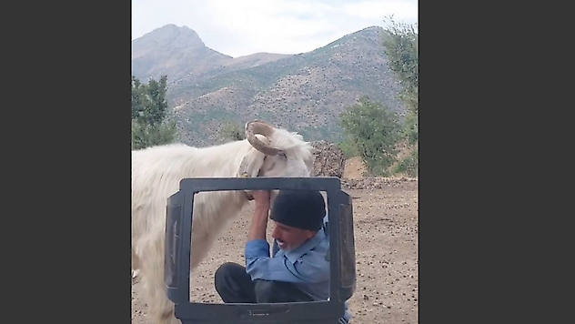 Çoban ve Keçinin Mücadelesi Gülümsetti
