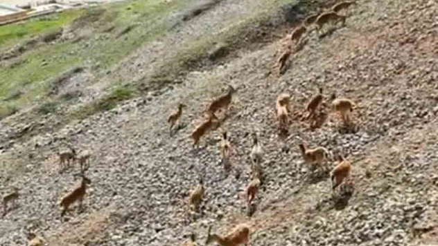 Palu Kalesi'nde Dağ Keçileri Görüntülendi