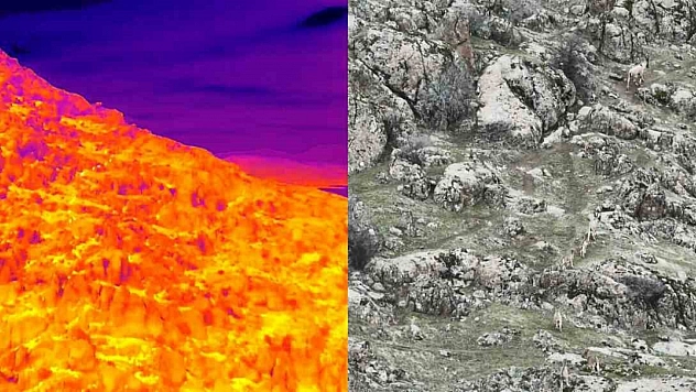 Dağ Keçileri Termal Dron Kamerasına Yansıdı