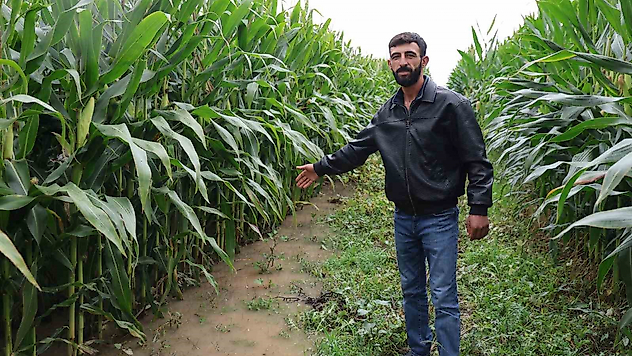 Dereden Taşan Su 300 Dönümlük Araziyi Sular Altında Bıraktı