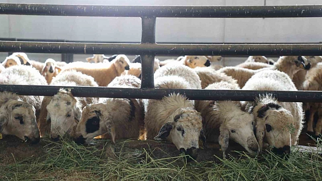 Devlet desteğiyle bir küçükbaş hayvan çiftliği kurdu.