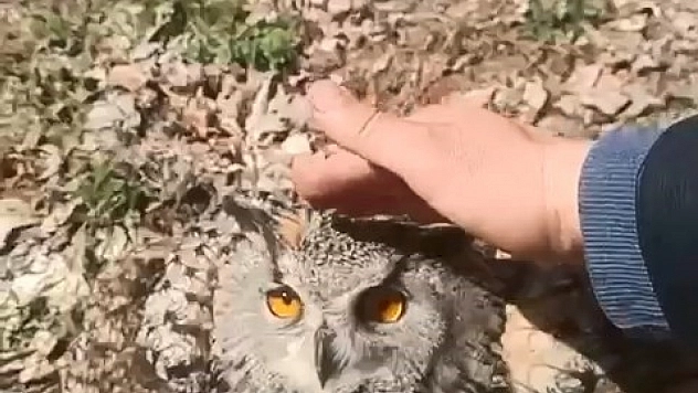 Puhu Kuşuna Sevgi Dolu Anlar Kamerada