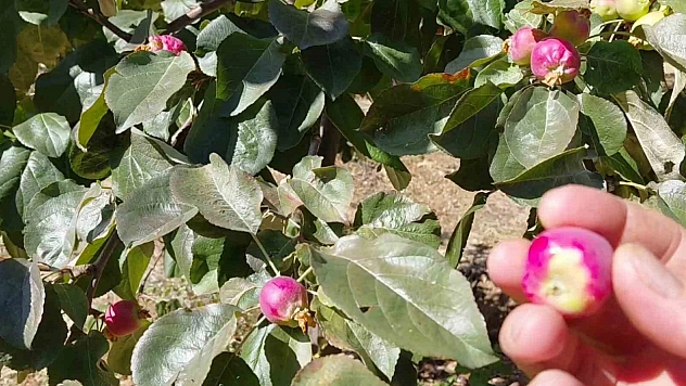 Ekim Ayında Açan Ağaçlar Meyve Veriyor