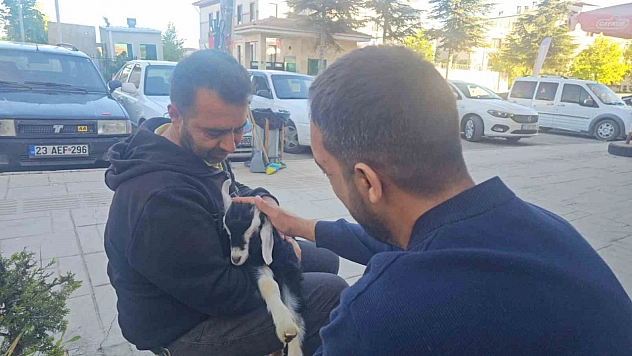 Elazığ'da Sevimli Oğlak 'Zeytin' İlgi Odağı Oldu