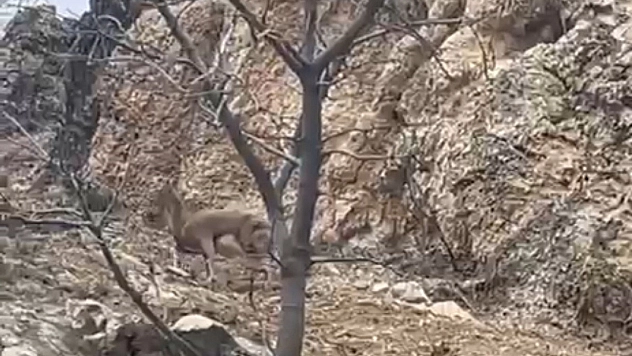 Yaban Keçisinin Azmi Görenleri Hayran Bıraktı